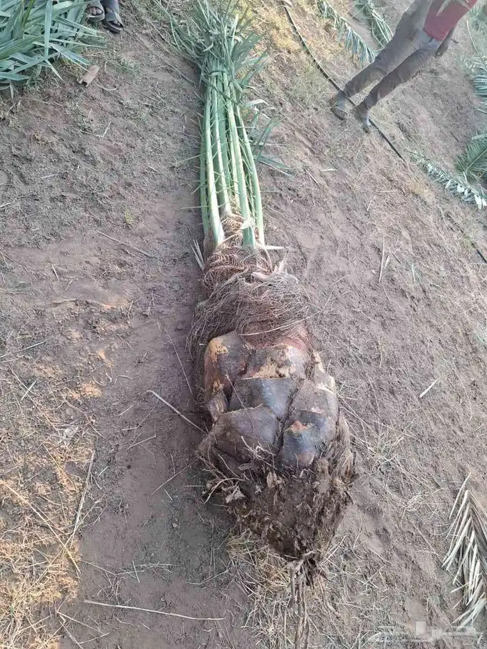 يوجد لدينا جثايث للبيع 6