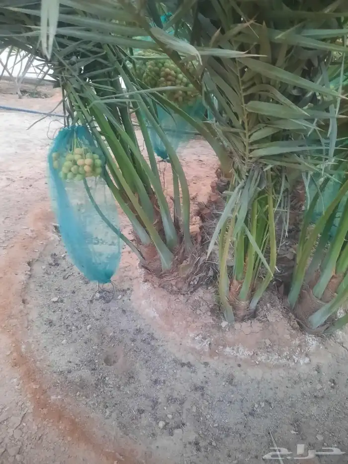 نخيل مثمر للبيع صقعي سكري اخلاص هلالي مجدوله شيشي خضري 4