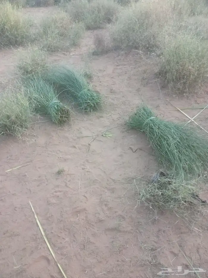 مرخ طازج جيزان 0