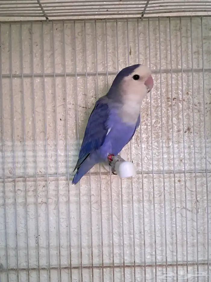 عرض خاص اناث روز الأنتاج احجام سوبر جامبو 1