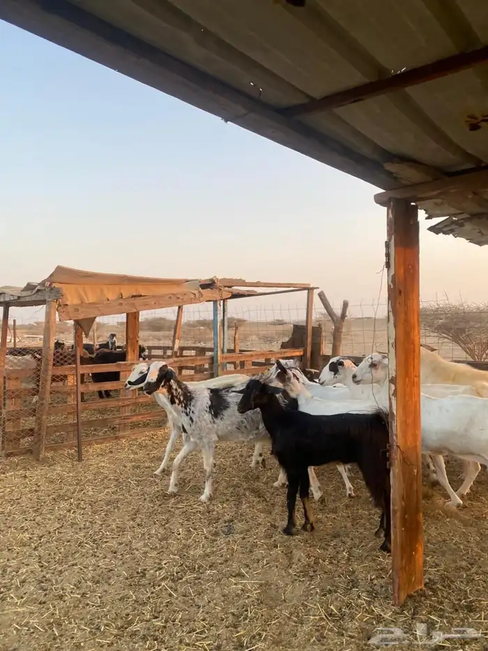 معزا بيشيات وجنوبيات 11
