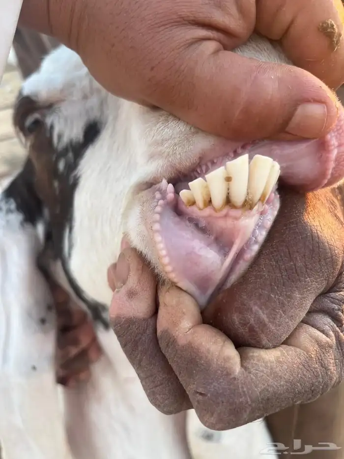 للبيع عنز خصم دافع شرط سونار 1