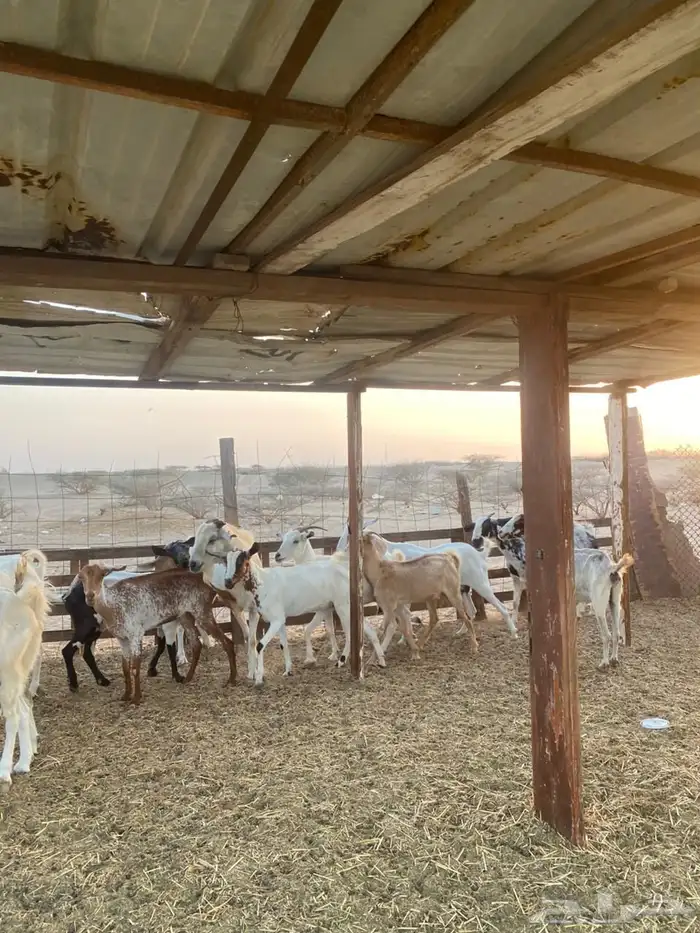 معزا بيشيات وجنوبيات 30