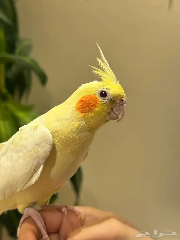 بغبغاء كروان 0