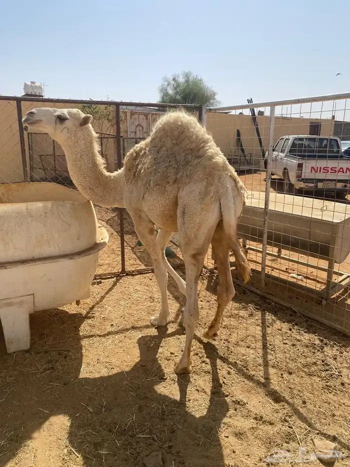 قعود خوار طيب فل شحم للبيع 0