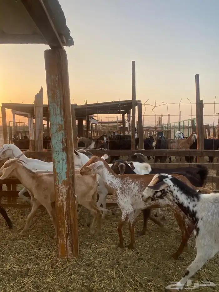 معزا بيشيات وجنوبيات 20
