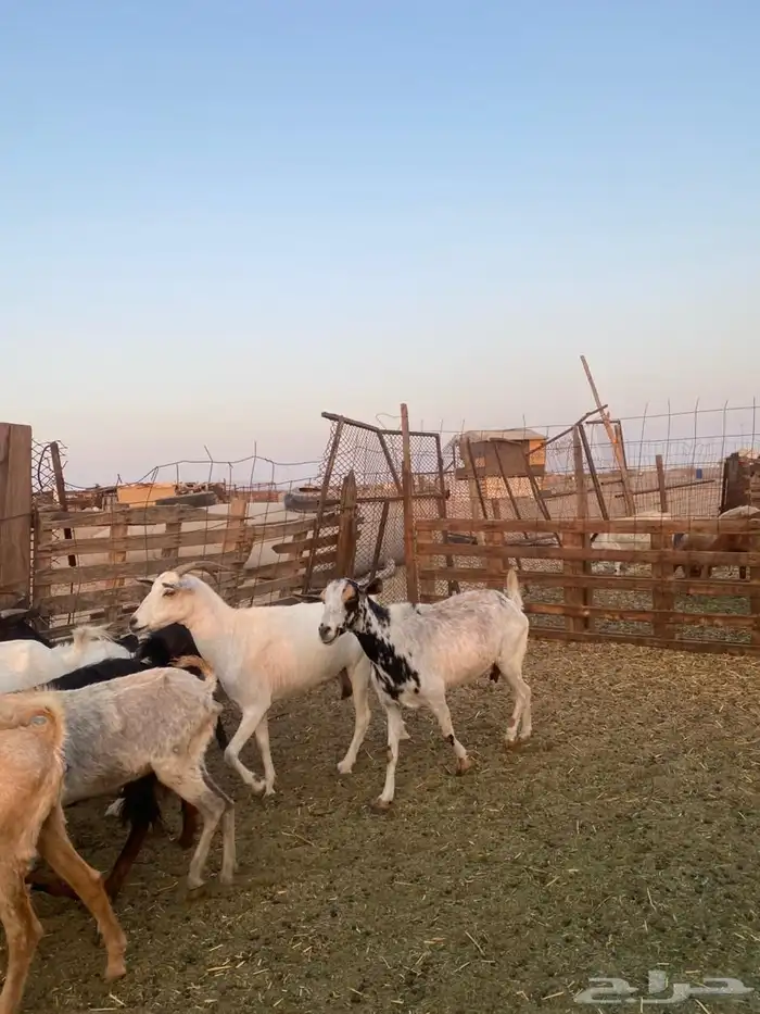 معزا بيشيات وجنوبيات 19
