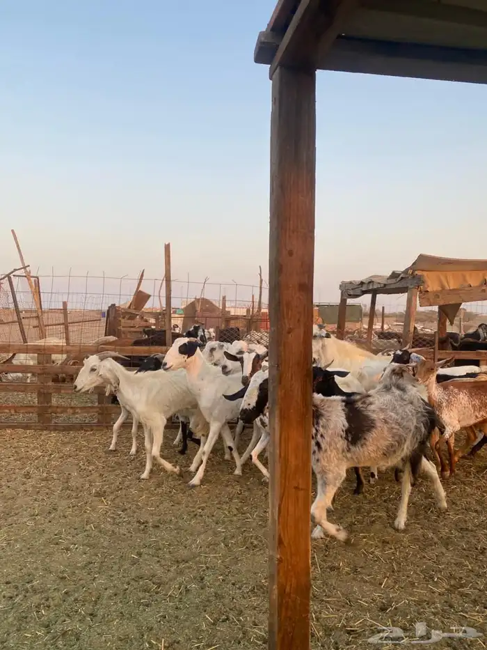 معزا بيشيات وجنوبيات 14