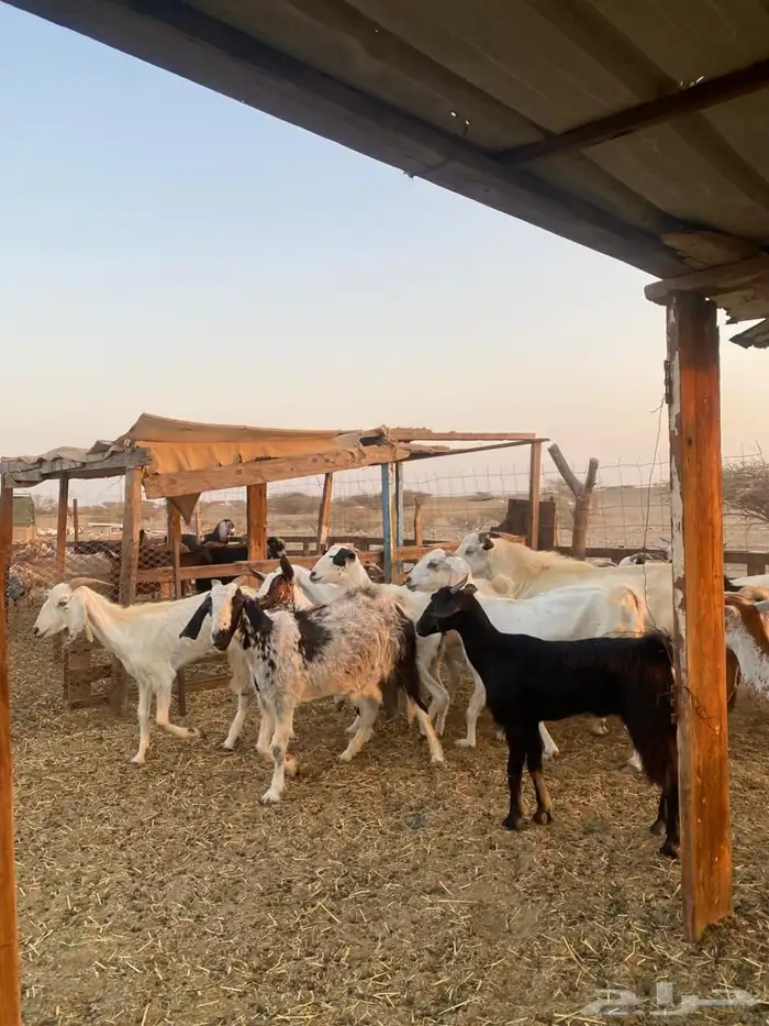 معزا بيشيات وجنوبيات 12