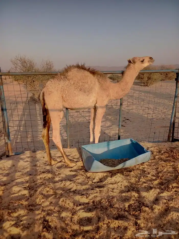 قعود للبيع 3