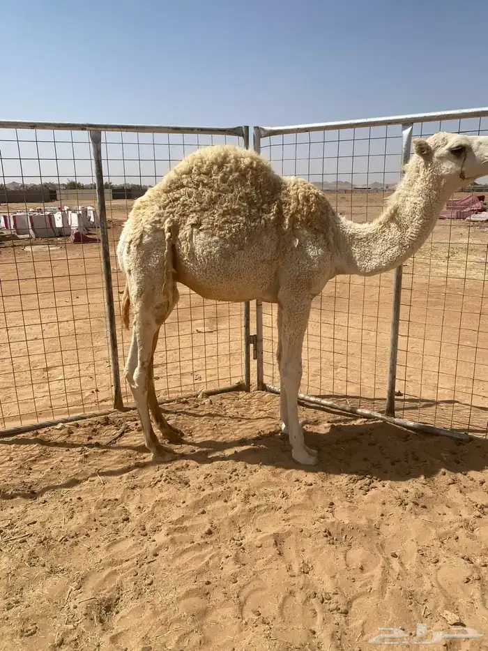 قعود خوار طيب فل شحم للبيع 4