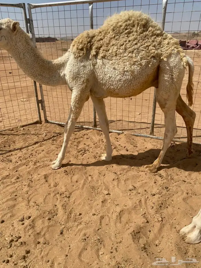 قعود خوار طيب فل شحم للبيع 3