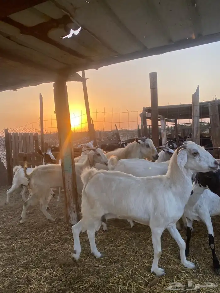 معزا بيشيات وجنوبيات 22