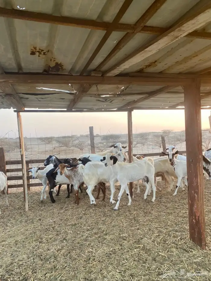 معزا بيشيات وجنوبيات 28