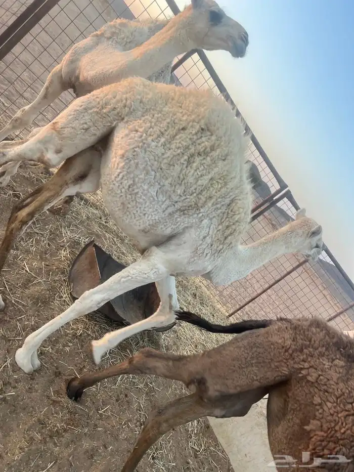 3قعدان 2 بكار 1