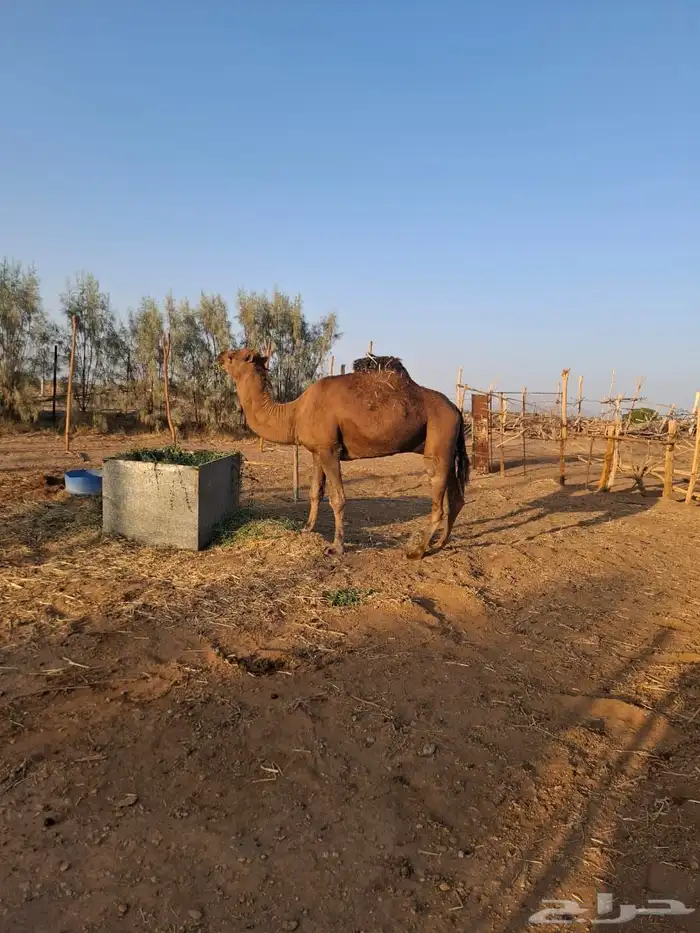 جمل احمر 3