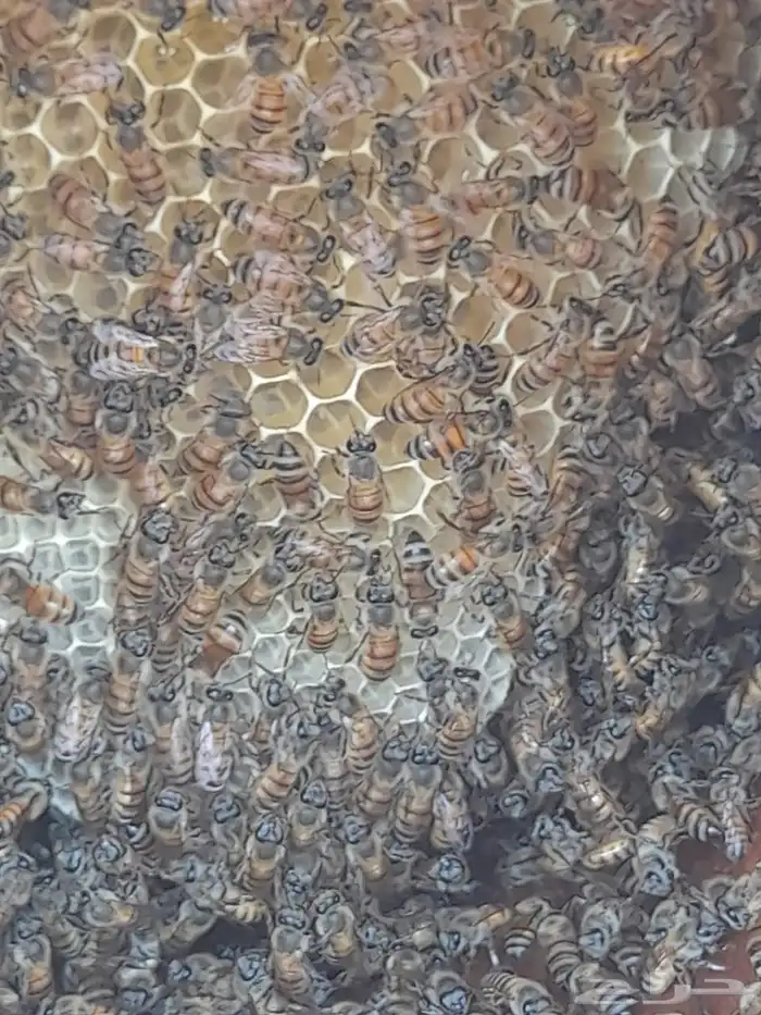 نحل بلدي للبيع للتواصل 4