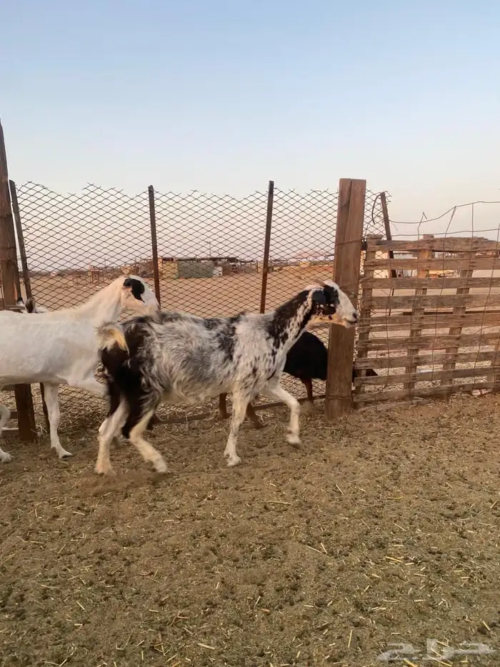معزا بيشيات وجنوبيات 25