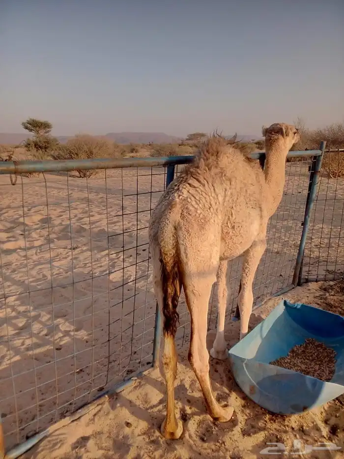 قعود للبيع 2