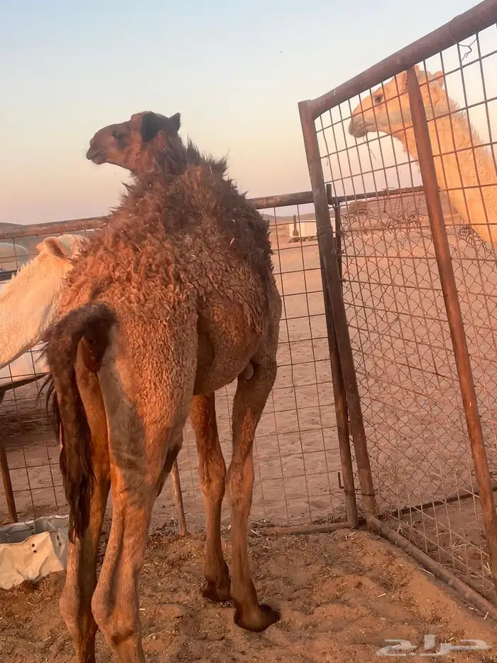 3قعدان 2 بكار 3