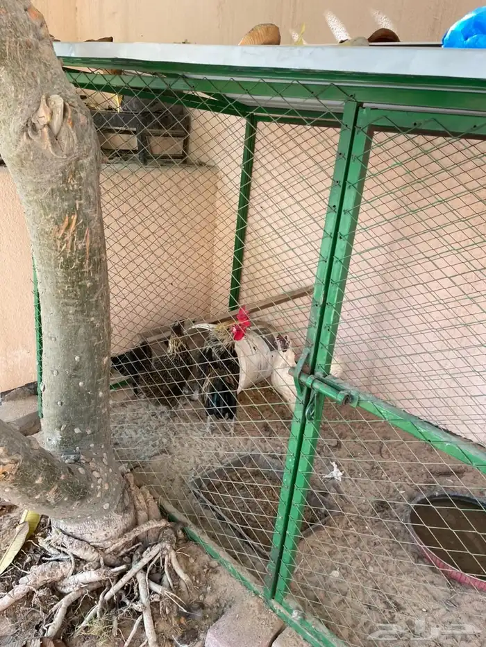 دجاج وشبك للبيع 2