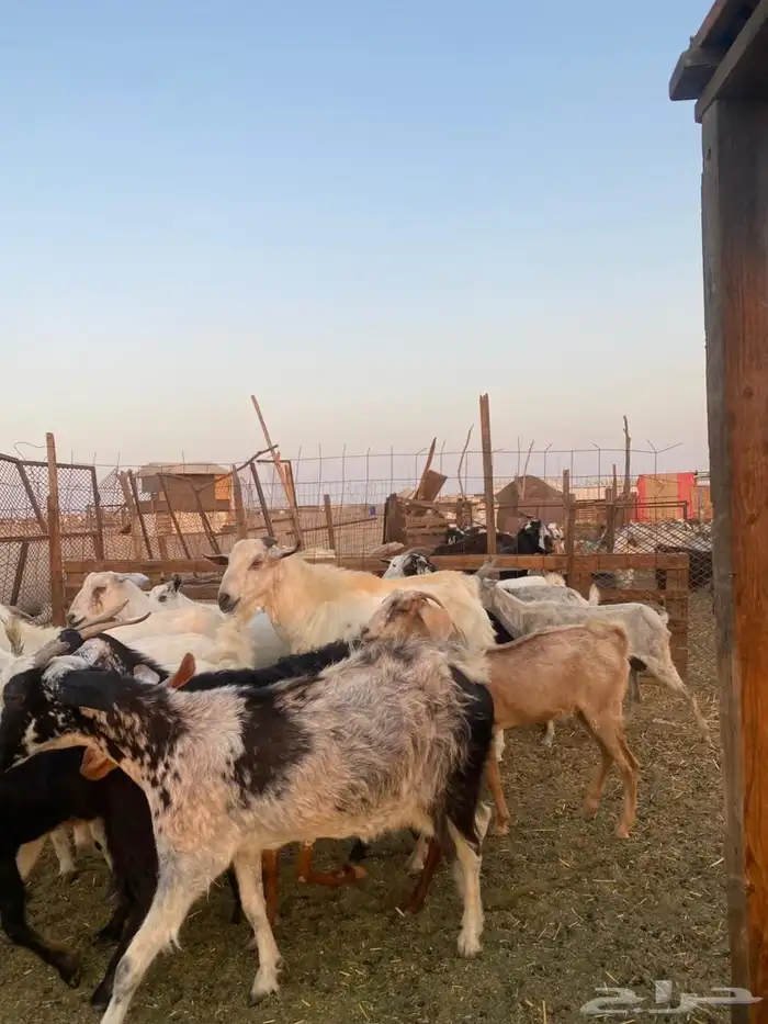 معزا بيشيات وجنوبيات 17