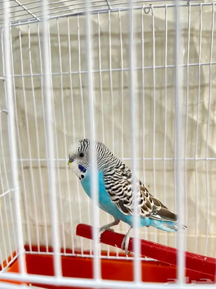 طير للبيع أليف جدا مع الأطفال 0
