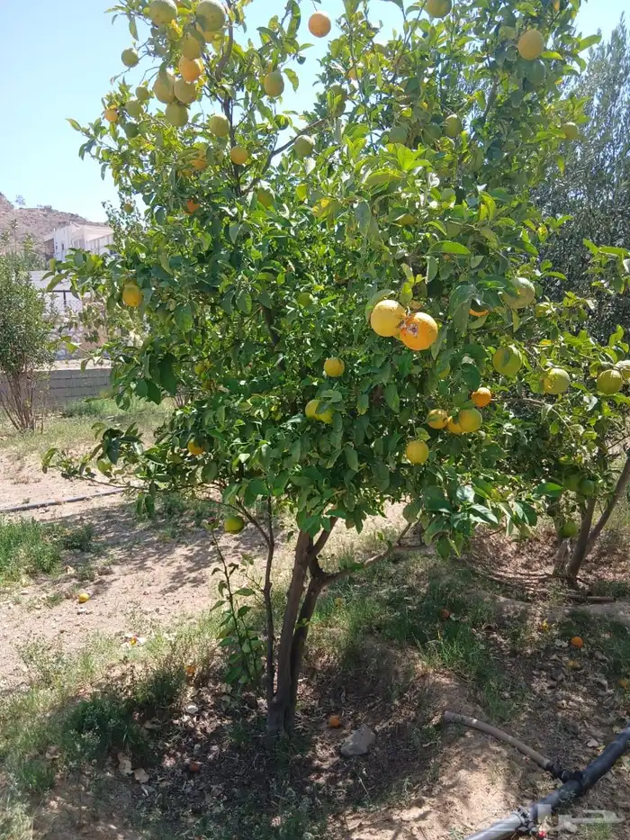 شتلات للبيع 0