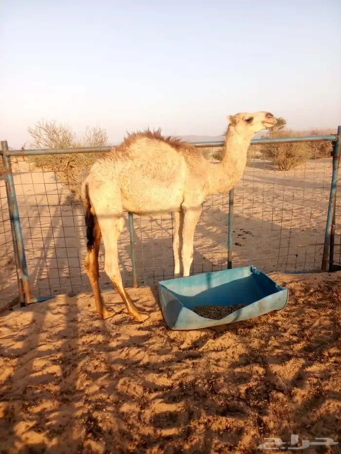 قعود للبيع 4