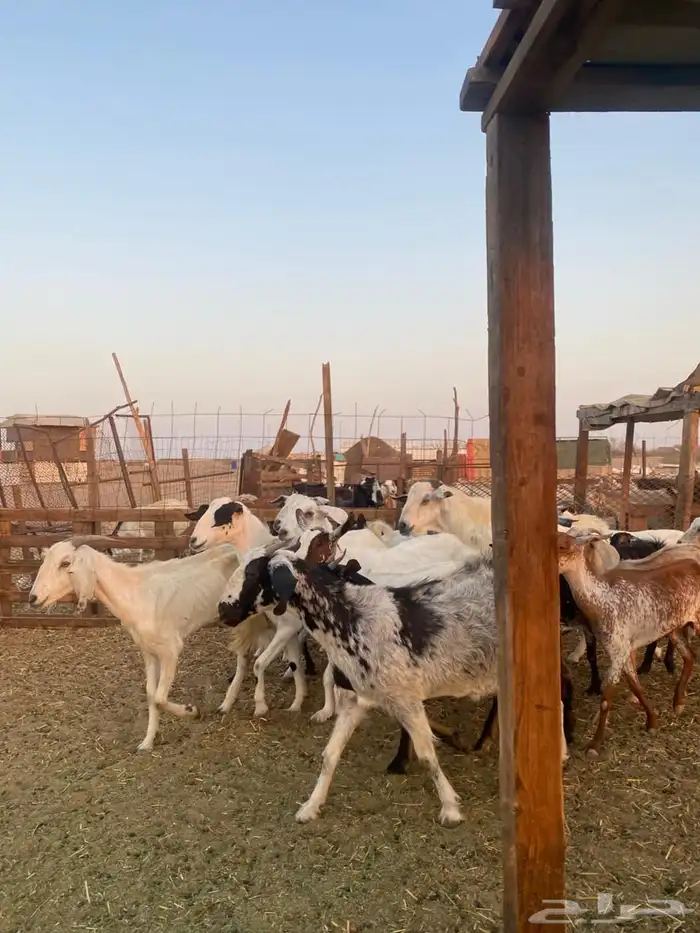 معزا بيشيات وجنوبيات 15