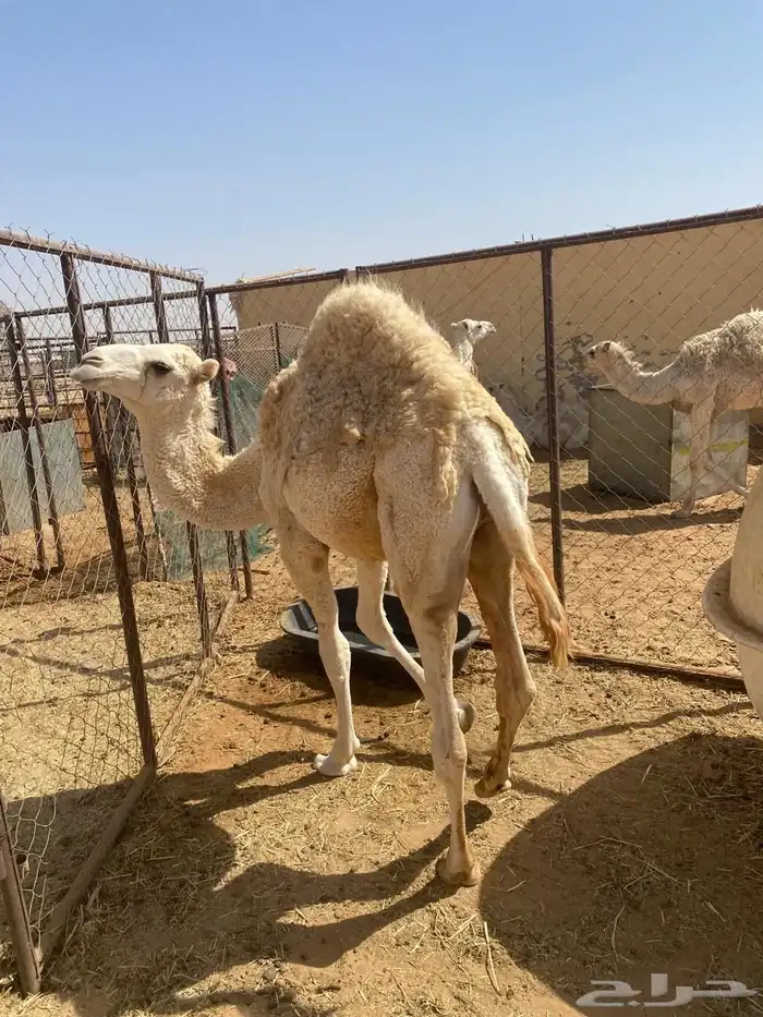 قعود خوار طيب فل شحم للبيع 2