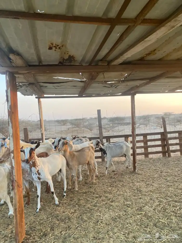 معزا بيشيات وجنوبيات 32
