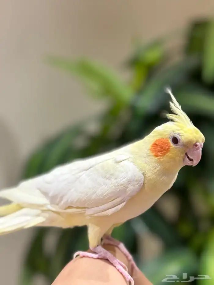 بغبغاء كروان 1