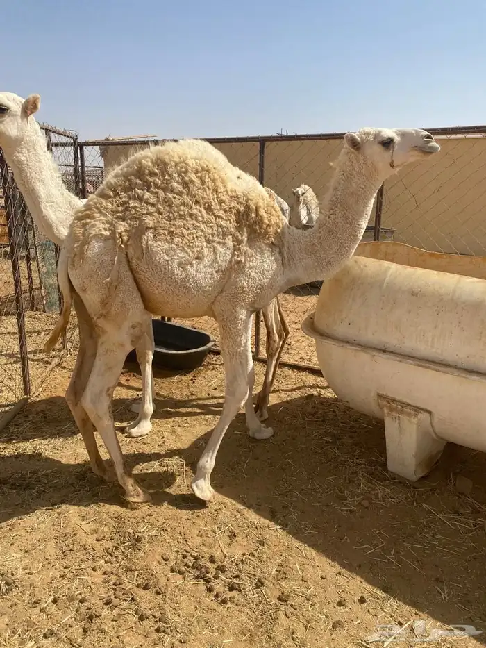 قعود خوار طيب فل شحم للبيع 1