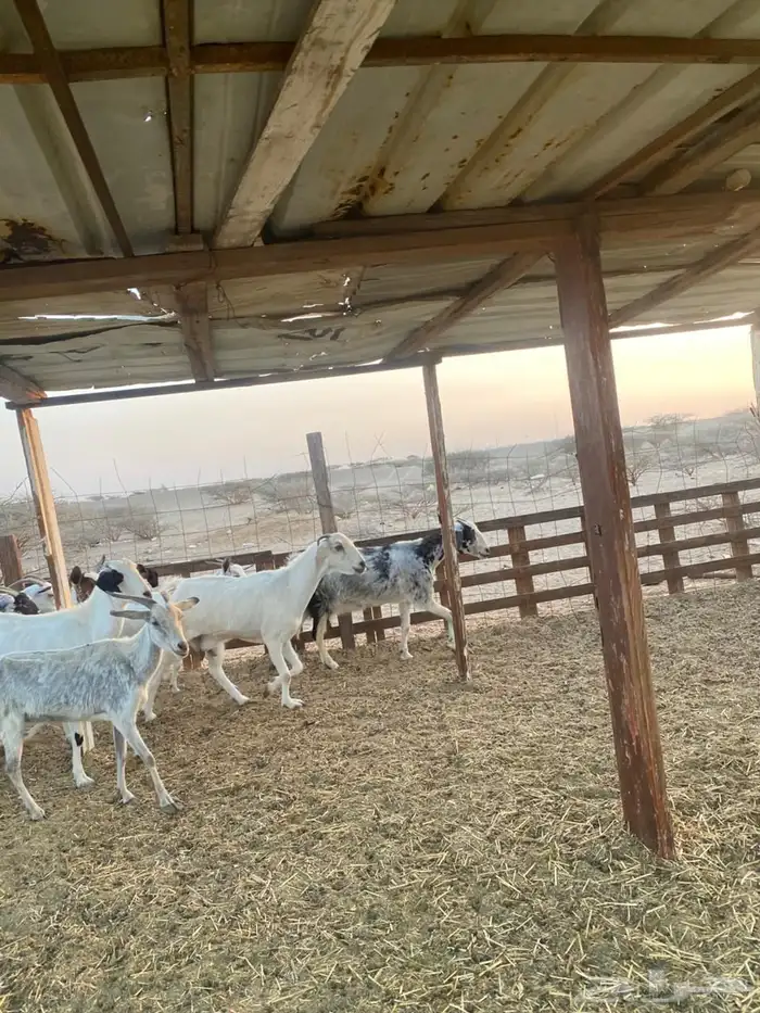 معزا بيشيات وجنوبيات 35