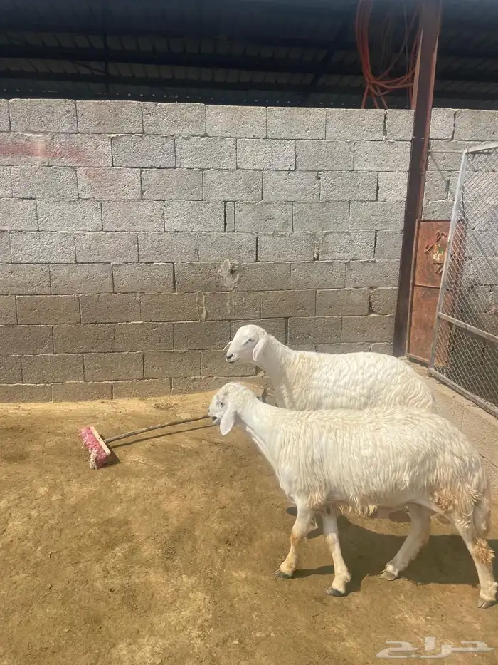 خرفان ذبايح 3