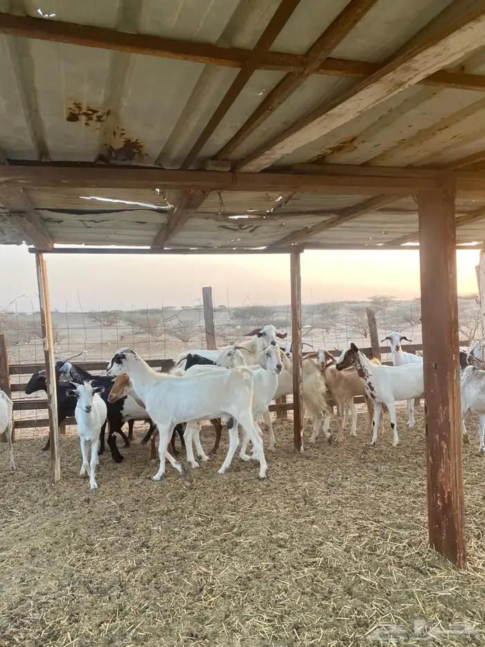 معزا بيشيات وجنوبيات 26