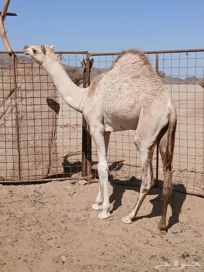 للبيع بكره شكل فل وسلاله طيبه 0