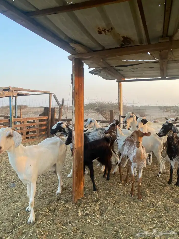 معزا بيشيات وجنوبيات 10