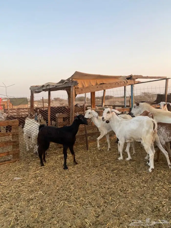 معزا بيشيات وجنوبيات 33