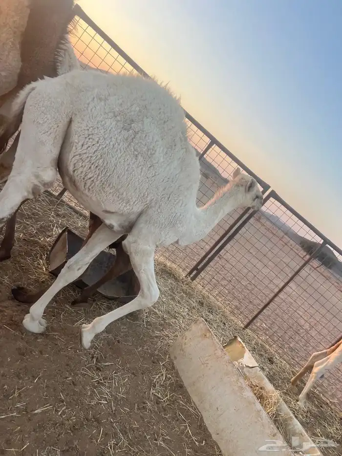 3قعدان 2 بكار 0