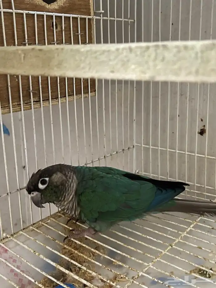 ذكر كنيور بلو شيك (( تم البيع )) 0