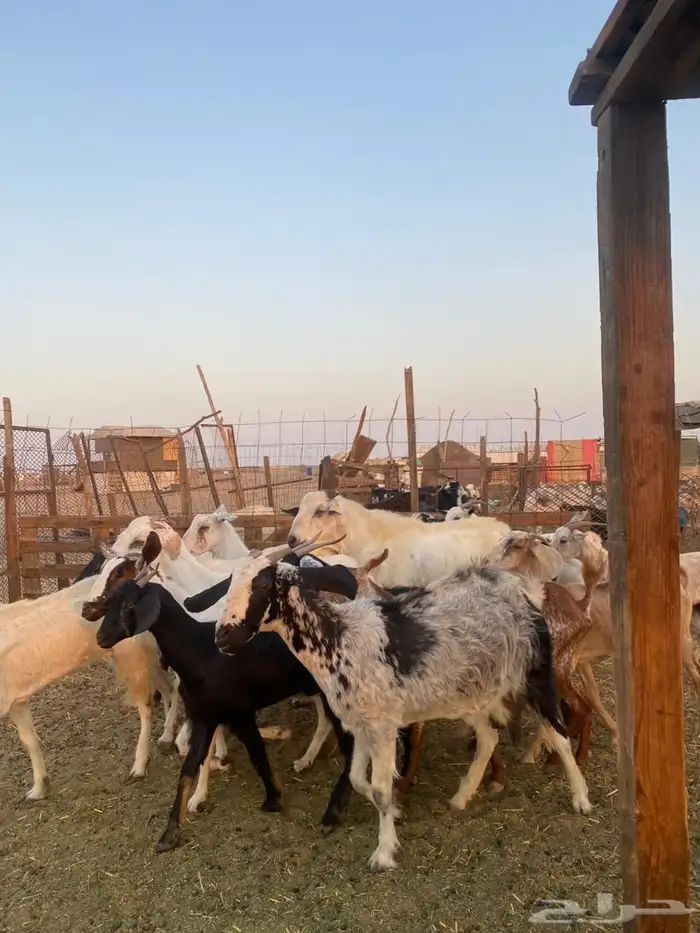 معزا بيشيات وجنوبيات 16
