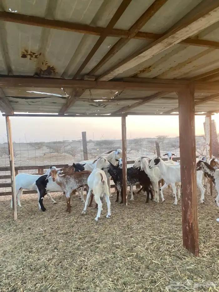 معزا بيشيات وجنوبيات 27