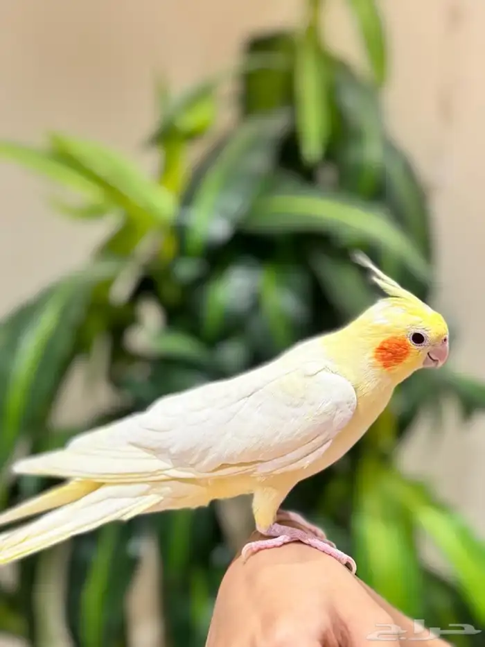 بغبغاء كروان 2
