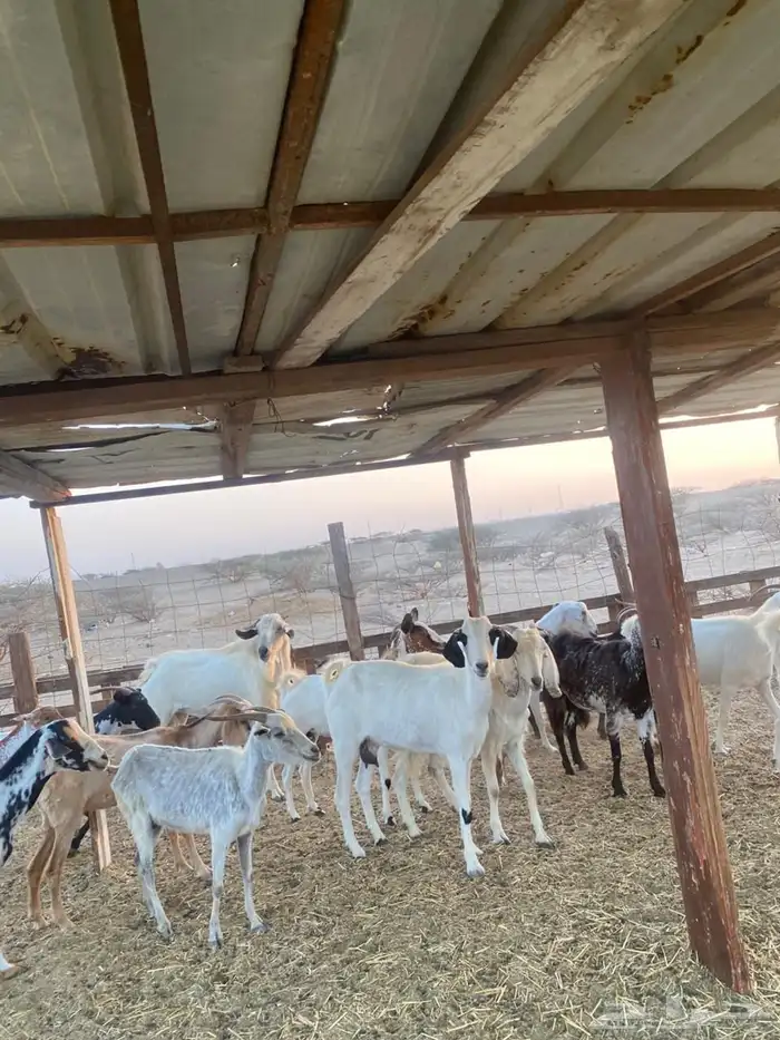 معزا بيشيات وجنوبيات 38