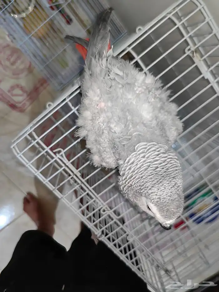 للبيع كاسكو متكلم 2