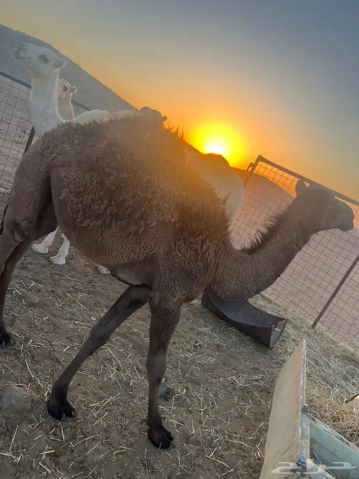 3قعدان 2 بكار 5