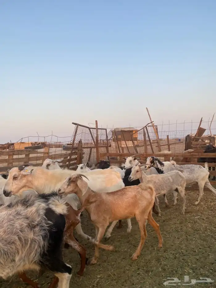 معزا بيشيات وجنوبيات 18