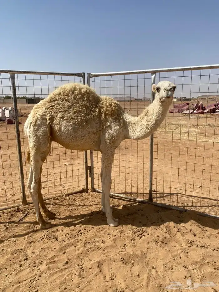 قعود خوار طيب فل شحم للبيع 5